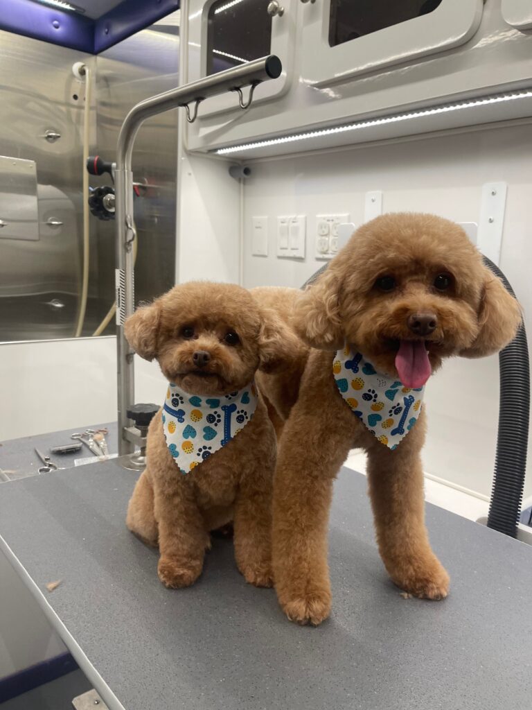 mobile dog grooming los angeles poodle